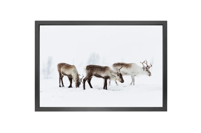 Canvas med sort ramme 90x150cm. Flere motiver - Bilde 2